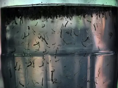 Estudos vão definir prioridades no combate à dengue
