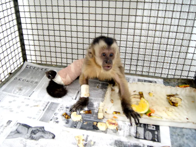 Cras realiza com sucesso cirurgia em filhote de macaco prego