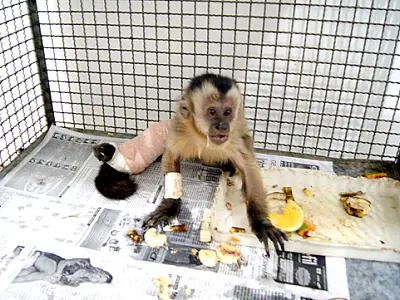 Cras realiza com sucesso cirurgia em filhote de macaco prego