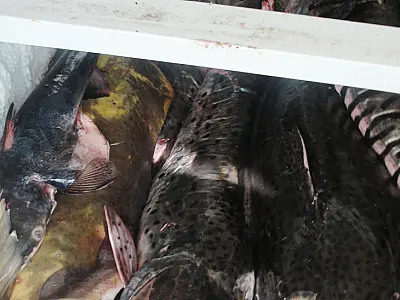 PMA autua dois pescadores com 124 kg de pescado no Pantanal