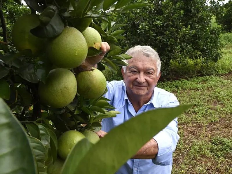 Produtores de laranja encontram em MS ambiente propício e seguro para investir