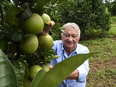 Produtores de laranja encontram em MS ambiente propício e seguro para investir