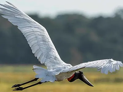 Avistar Brasil: MS participa do maior evento de observação de aves da América Latina
