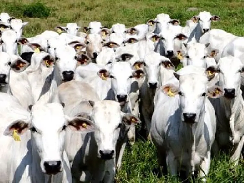 Mais de 150 cabeças de gado são abatidas no Paraguai após segundo foco de aftosa