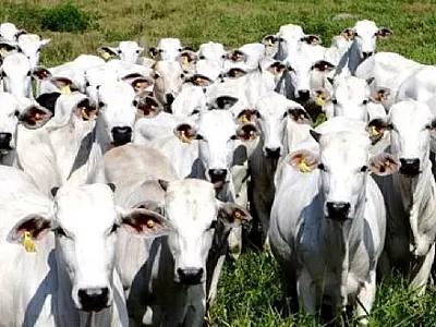 Mais de 150 cabeças de gado são abatidas no Paraguai após segundo foco de aftosa