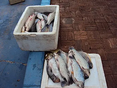 PMA prende pescador em Bonito com 59 kg de pescado ilegal
