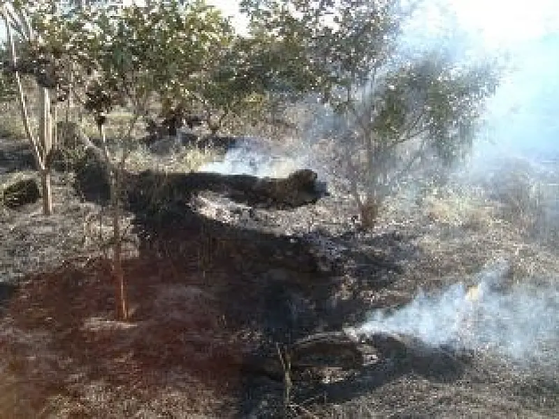 Usina é multada em R$ 45 mil por causar incêndio em reserva legal