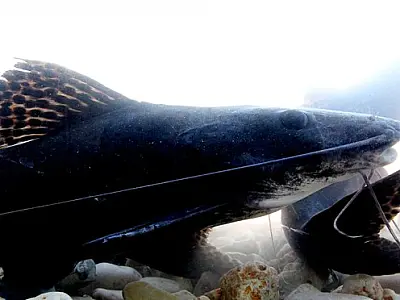 Fiscalizações da Piracema nos rios de Mato Grosso do Sul seguem até o próximo dia 29