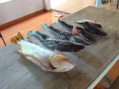 PMA apreende 25 kg de pescado ilegal em Rochedo
