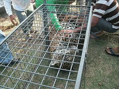 Onça-pintada encontrada ferida no Pantanal passará por exames radiológicos