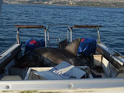 Tubarão de 500 kg pula em barco na África do Sul