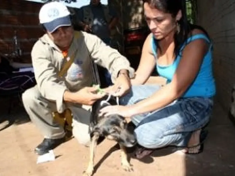 CCZ inicia vacinação anti-rábica em animais domésticos