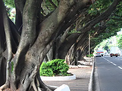 Nelsinho institui Plano de Arborização Urbana na Capital