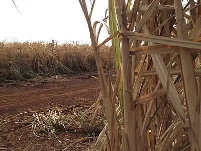 Safra de cana-de-açúcar em MS é reavaliada em 40,3 milhões de toneladas