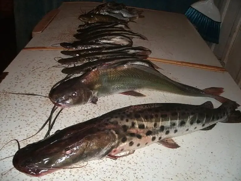 PMA prende pescador com 10 kg de pescado e acessórios proibidos