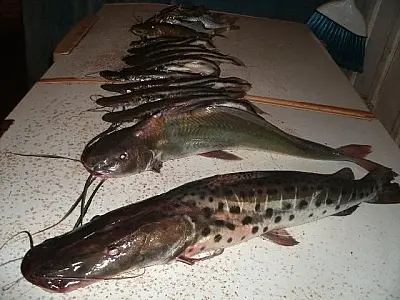 PMA prende pescador com 10 kg de pescado e acessórios proibidos