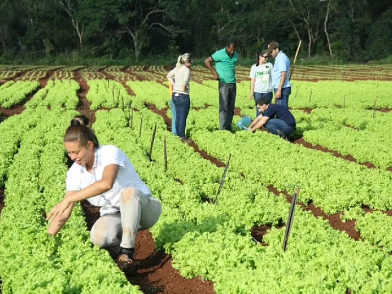 Quilombolas ganham autonomia financeira com cultivo de hortaliças