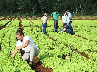 Quilombolas ganham autonomia financeira com cultivo de hortaliças
