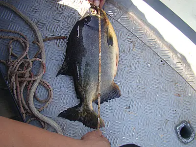 PMA autua homem por pesca predatória no Pantanal
