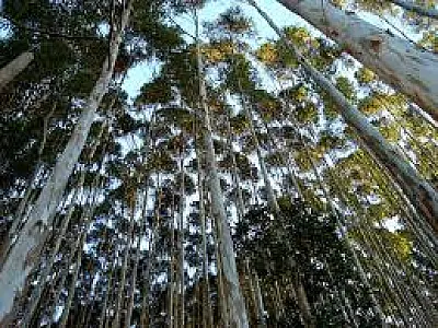 Cresce demanda por capacitação ao cultivo de eucaliptos em MS