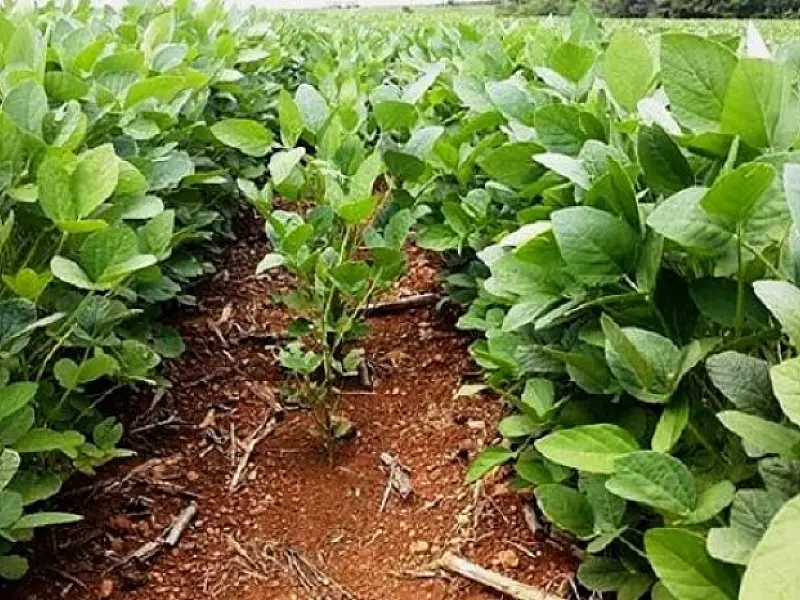 Começa período do vazio sanitário da soja em Mato Grosso do Sul
