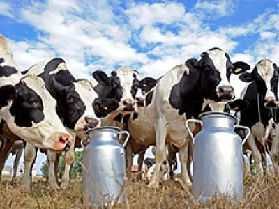 Para suprir demanda, MS deve aumentar produção de leite