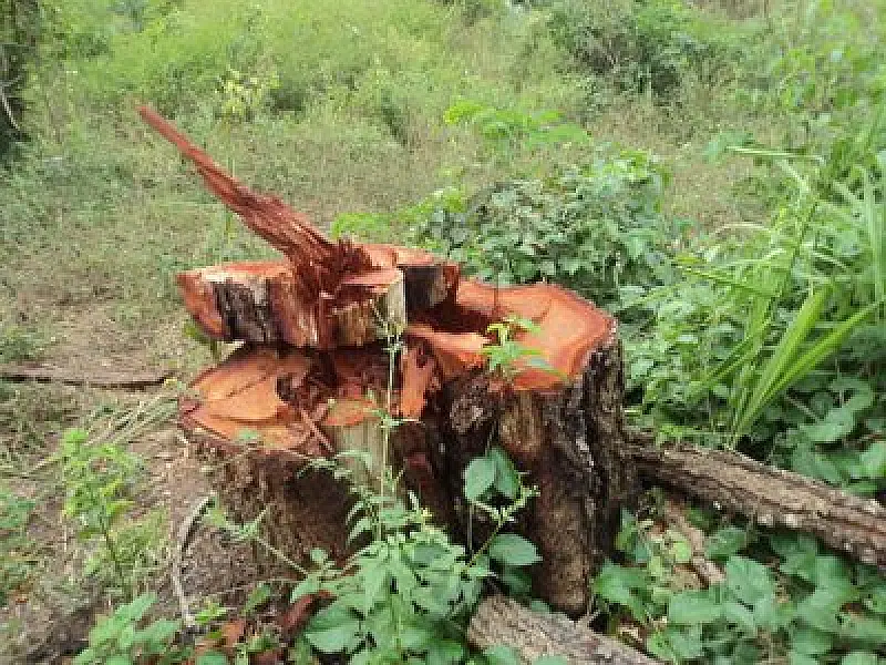 Fazendeiro de Coxim é multado por crime ambiental