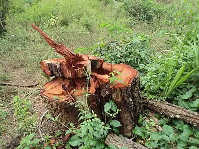 Fazendeiro de Coxim é multado por crime ambiental