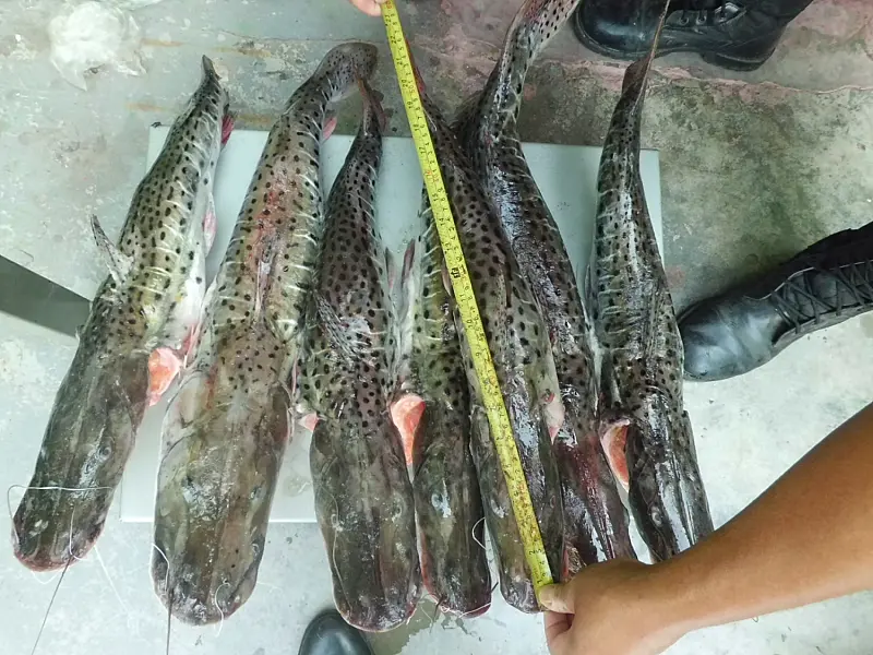 Pescado ilegal é apreendido em restaurante