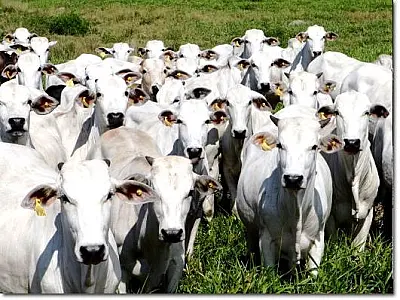 A partir de hoje gado bovino tem novo valor real pesquisado