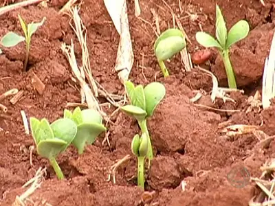 Cultivo da soja na região sul de MS é considerado um risco
