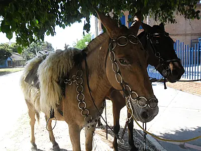 PMA autua homem de 28 anos por espancar um burro em Porto Murtinho