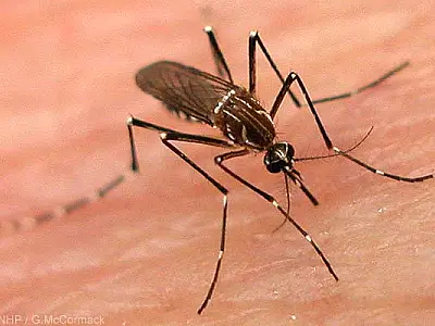 Primeiros casos de dengue tipo 4 são registrados em Mato Grosso do Sul