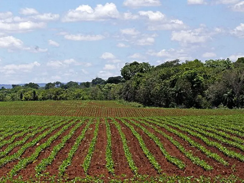 Plantio da soja se aproxima do final e confirma expectativa de área maior nesse ano
