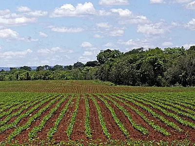 Plantio da soja se aproxima do final e confirma expectativa de área maior nesse ano
