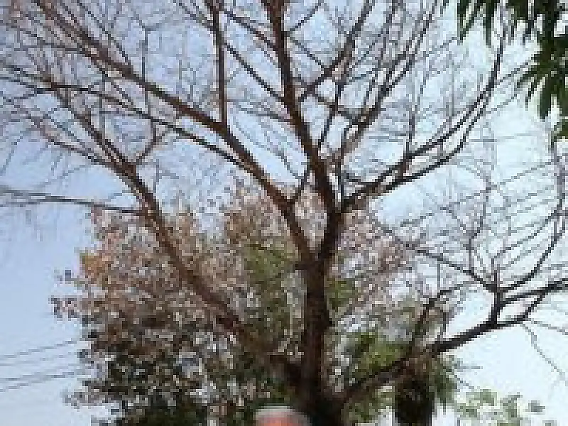 Árvore gigantesca ameaça casas na cidade de Coxim