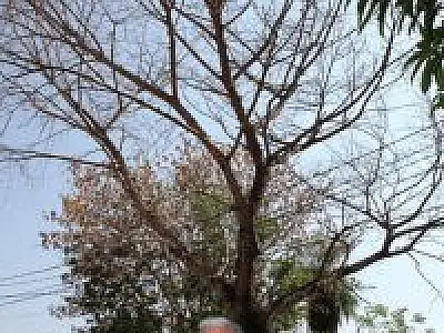 Árvore gigantesca ameaça casas na cidade de Coxim