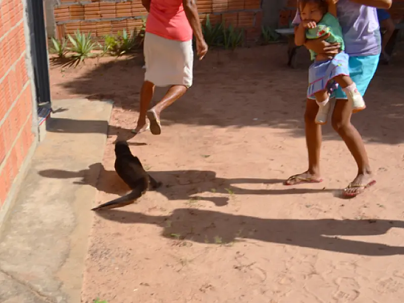 Ariranha invade residência em Coxim e assusta moradores