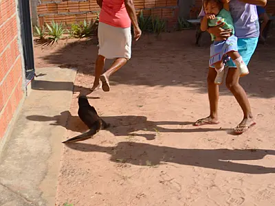 Ariranha invade residência em Coxim e assusta moradores