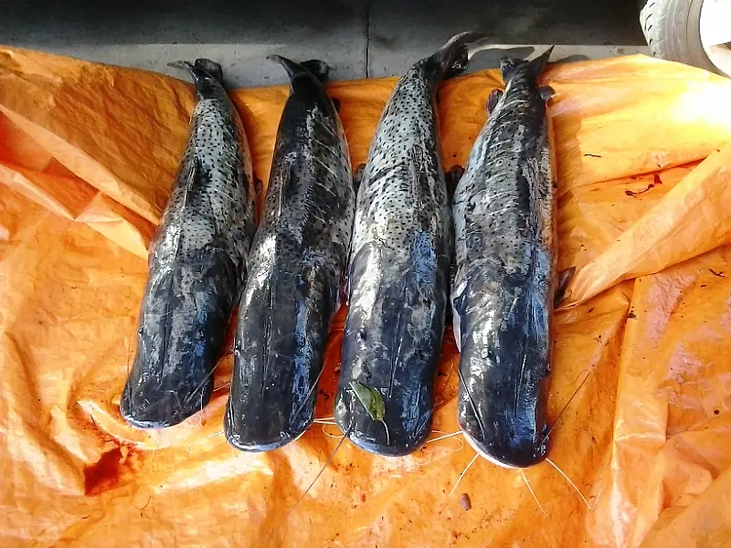 PMA prende dois pescadores com 52 kg de pescados ilegais