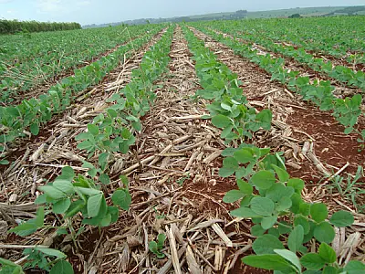 Safra de grãos 8% maior coloca o MS como 5º em produção