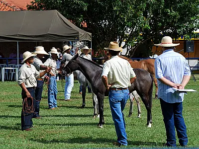 Expogrande realiza julgamento de 12 raças e Cavalo Pantaneiro é destaque na feira