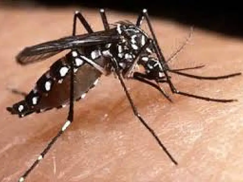 OAB/MS aciona Comissão para prevenção da dengue