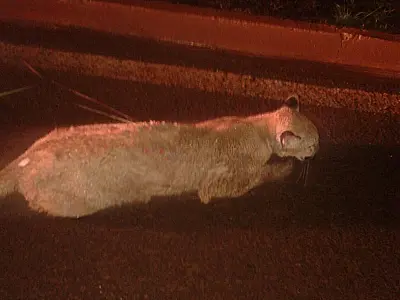 PMA recolhe ao CRAS na Capital onça atropelada em Três Lagoas