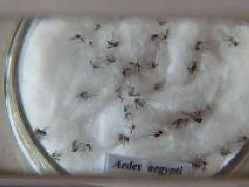 Vacina contra dengue já pode ser comercializada no Brasil