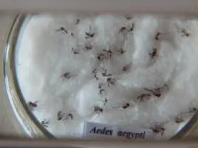 Vacina contra dengue já pode ser comercializada no Brasil