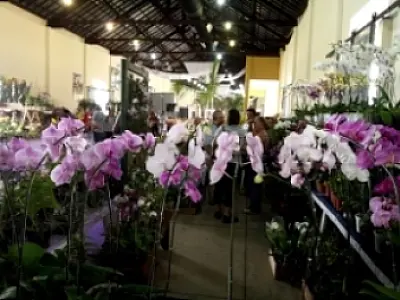 Armazém Cultural recebe 7ª Exposição Nacional de Orquídeas