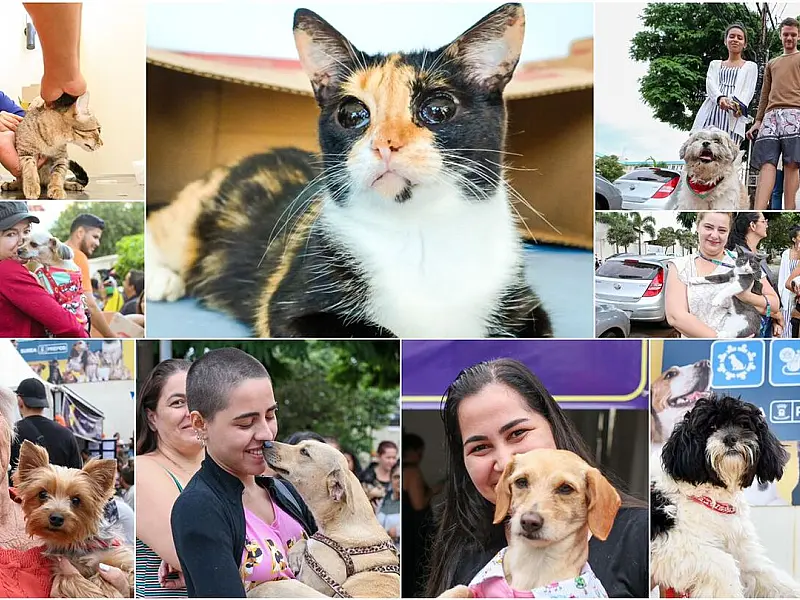 Compromisso Municipal: A evolução do Bem-Estar Animal em Campo Grande e perspectivas para 2024