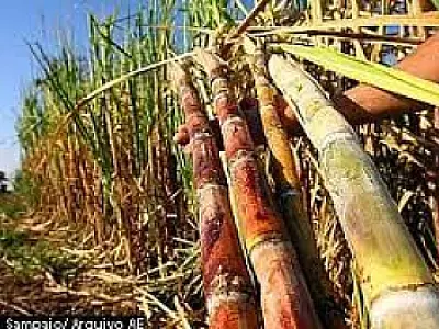 Conab prevê aumento de 11% na safra 2013/2014 da cana-de-açúcar