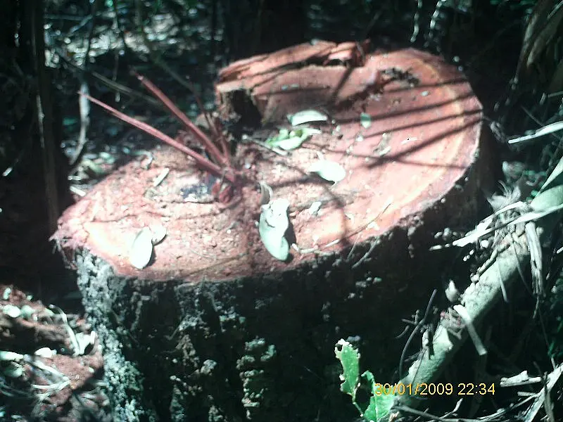 Fazendeiro é autuado em R$ 17 mil por derrubar árvores em Bonito